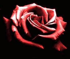 une rose 